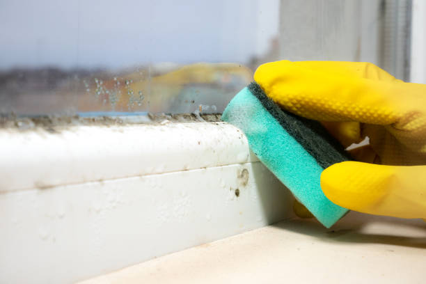 Best Affordable Mold Removal  in New Brighton, MN