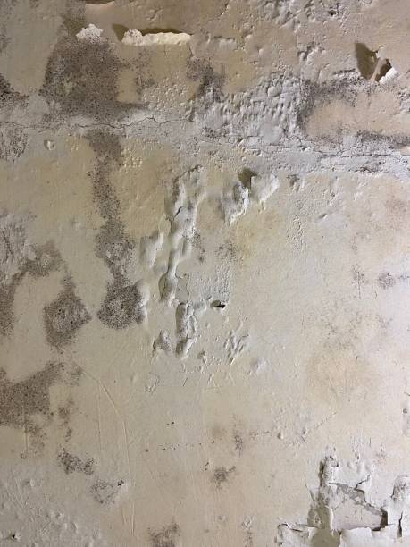 Best Black Mold Removal  in New Brighton, MN