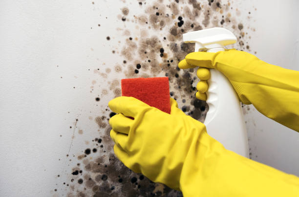 Office Mold Removal Services in New Brighton, MN