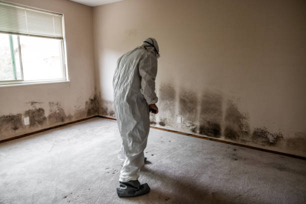 Professional Mold Removal in New Brighton, MN
