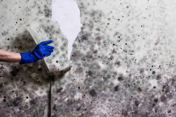 Best Mold Removal Near Me  in New Brighton, MN